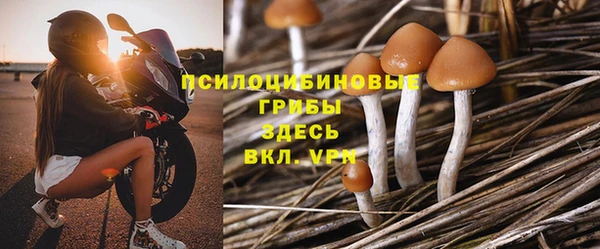 шишки Абаза